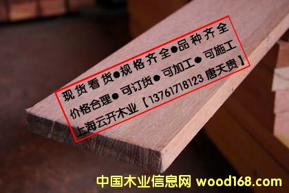 山樟木的詳細介紹