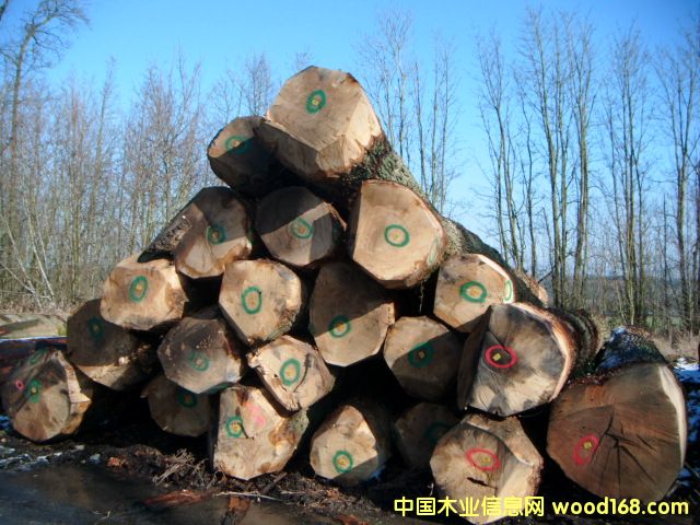 white oak logs��Ԕ����B