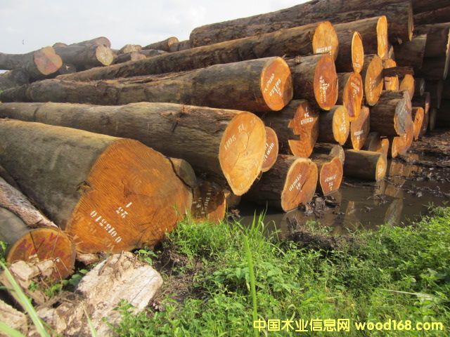 Bilinga �͵�ľ�������Sđľ