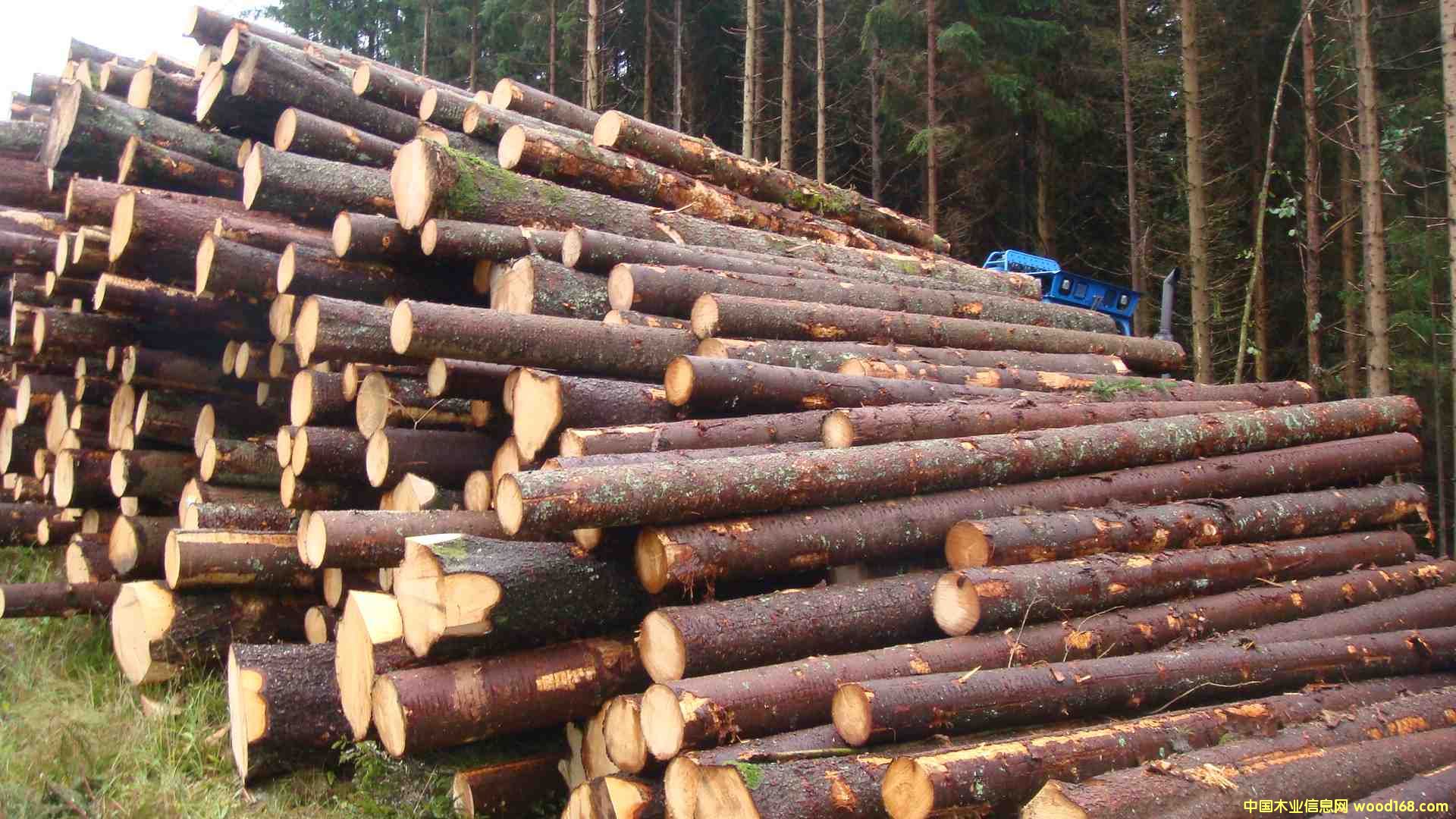 ���W��ɼSpruce (Picea abies)