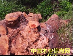 ��(y��u)�|(zh��)��ľ