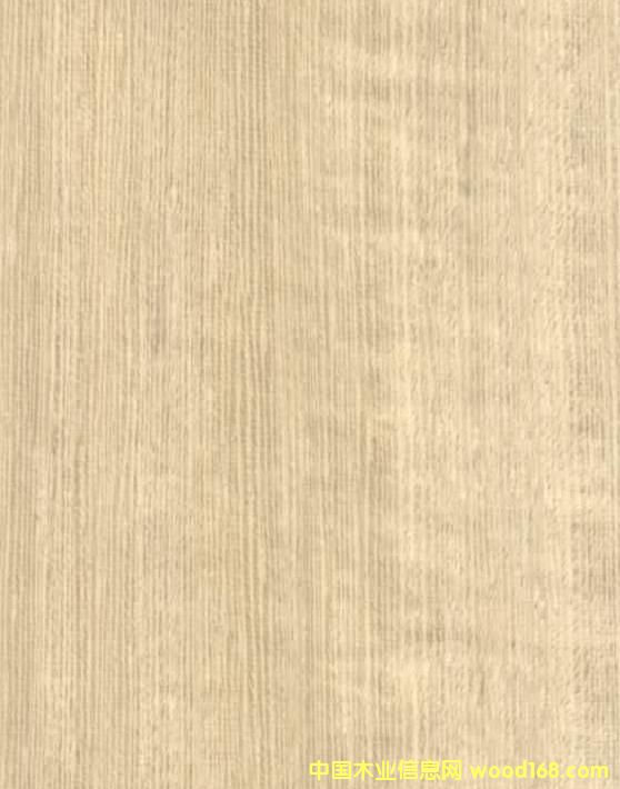 赤木A的詳細(xì)介紹