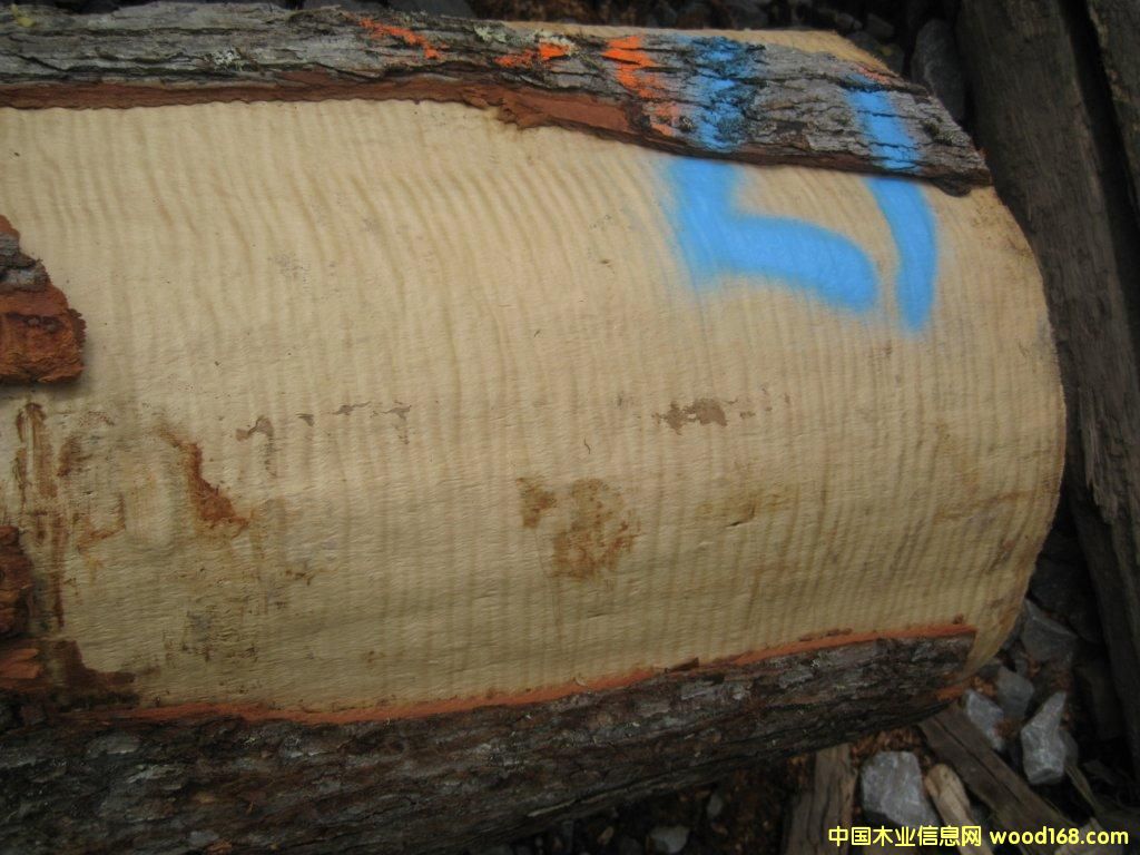 �Ź�Ӱ��ľ��Ԕ��(x��)��B