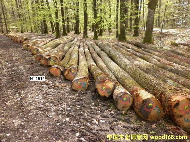 ����(gu��)��ľ