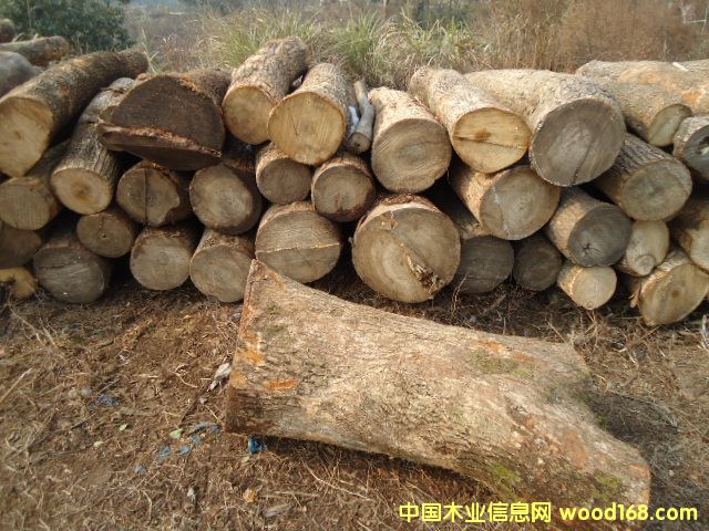 ����ľ ����ľľ�ĵ�Ԕ��(x��)��B