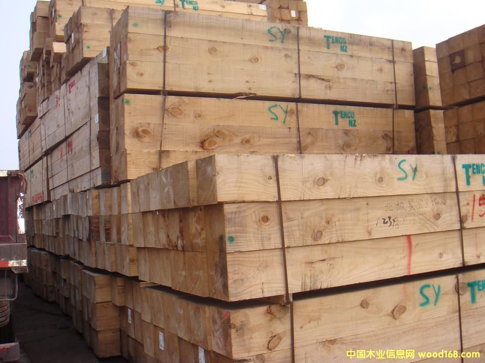 輻射松的詳細(xì)介紹