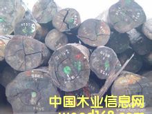 桃花心的詳細介紹