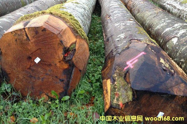 德國櫸木的詳細(xì)介紹