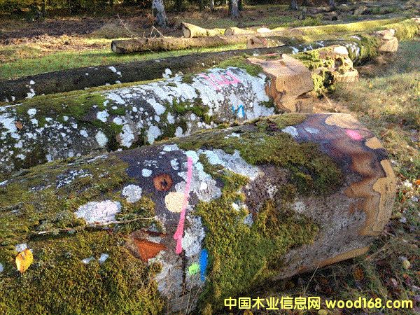 德國櫸木的詳細(xì)介紹