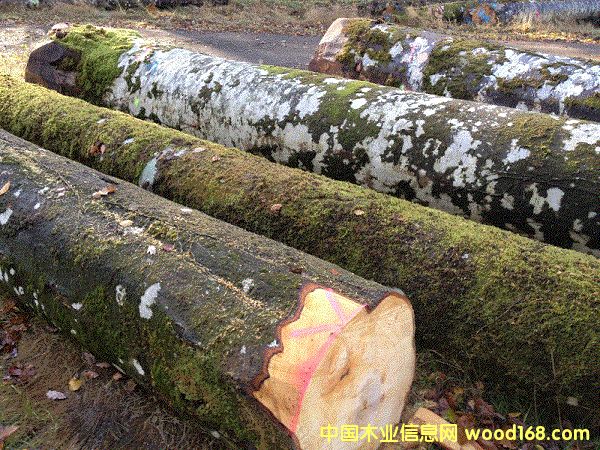 德國櫸木的詳細(xì)介紹