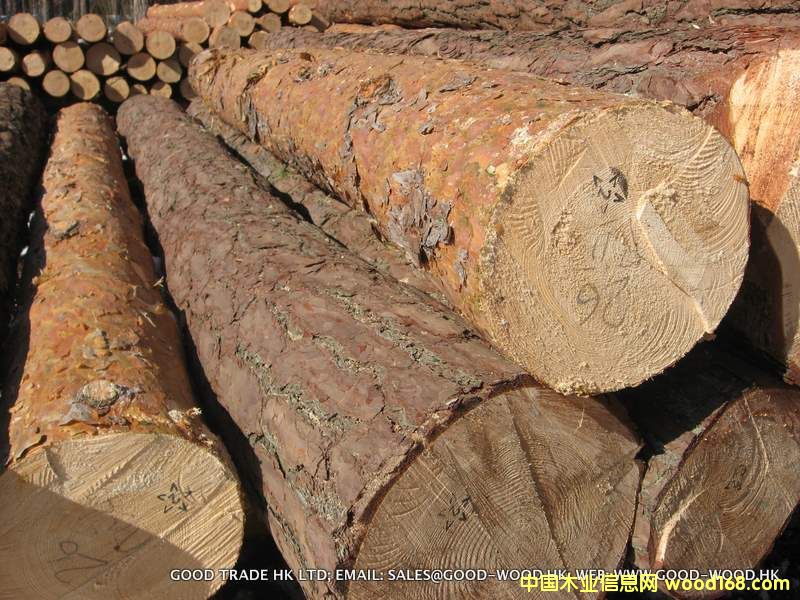 �����m���ɘ�(sh��) (Pinus Silvestris)