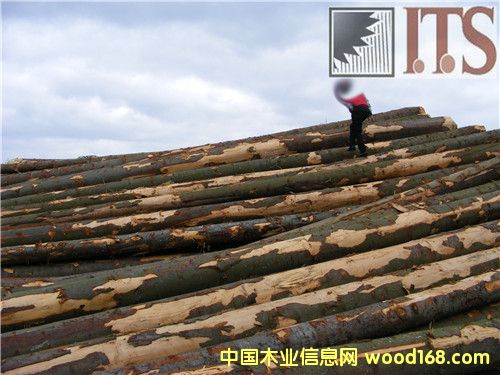 ��ɼԭľ��Ԕ��(x��)��B