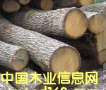 榆木原木的詳細(xì)介紹