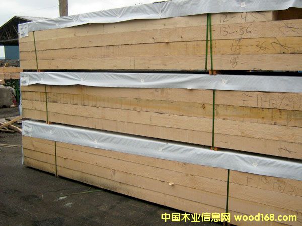 鐵杉的詳細介紹