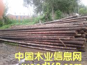 松木桿的詳細(xì)介紹