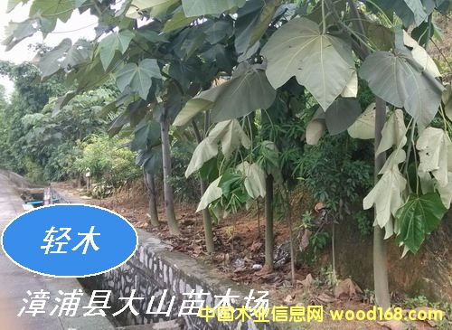 �pľ����ɳľ��Balsa