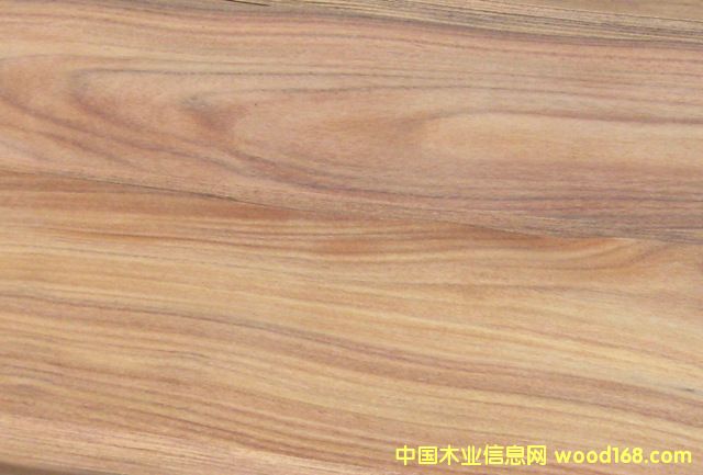 ������֦ľƤ