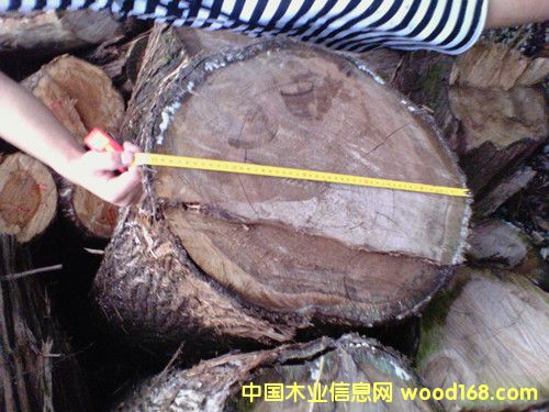 ֱ��30���ϵļt�İ�ľ��Ԕ����B