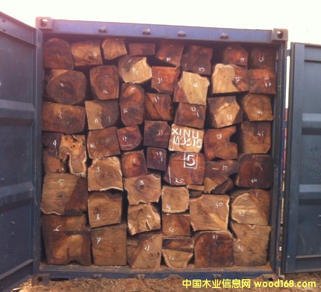 刺猬紫檀的詳細介紹