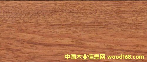 大甘巴豆的詳細(xì)介紹