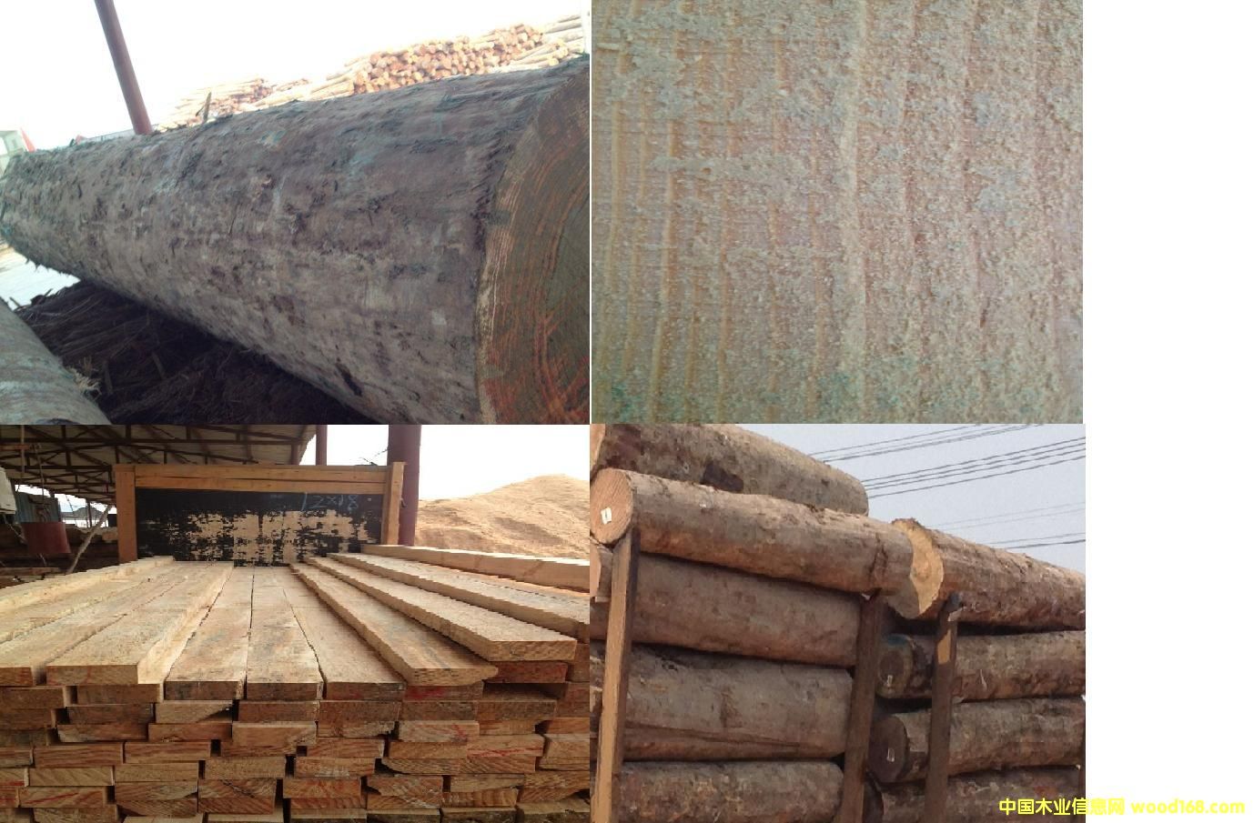 輻射松的詳細(xì)介紹