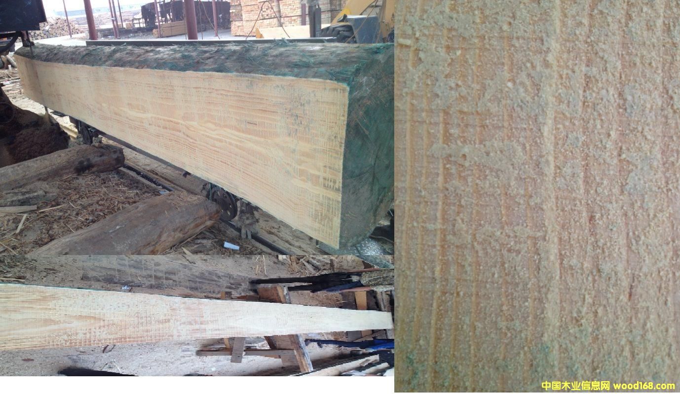 輻射松的詳細(xì)介紹