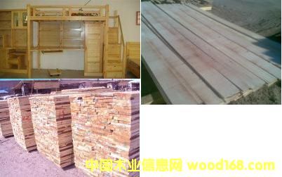 樟子松的詳細(xì)介紹