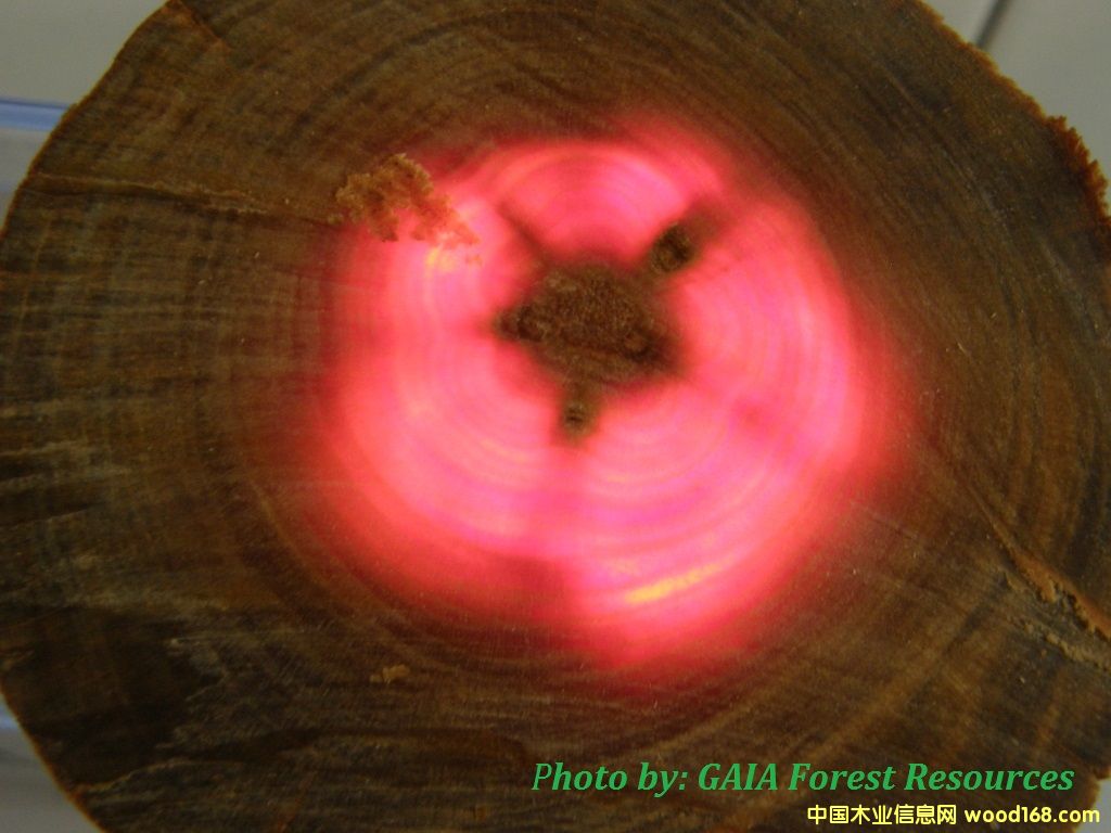 Ѫ��ľ��Ԕ����B