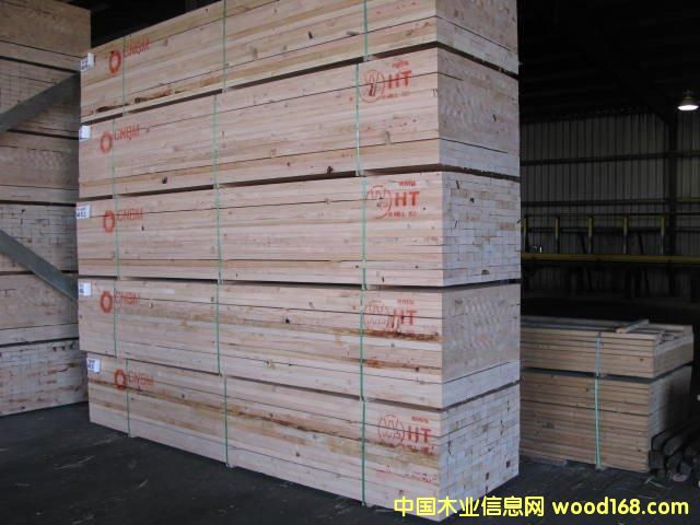 鐵杉的詳細(xì)介紹