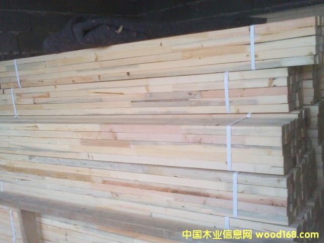 鐵杉的詳細(xì)介紹