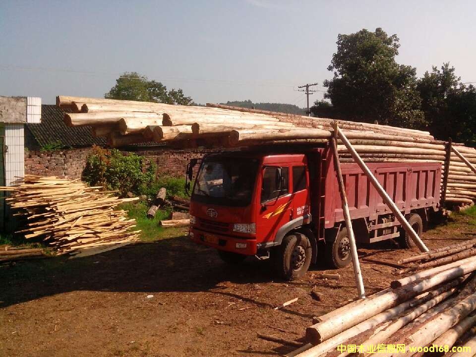 杉樹的詳細介紹