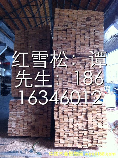 紅雪松的詳細(xì)介紹