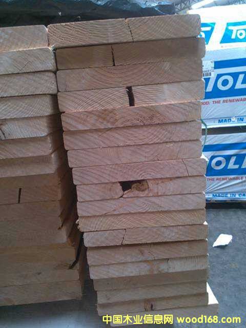 鐵杉的詳細(xì)介紹