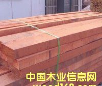 山樟木的詳細介紹