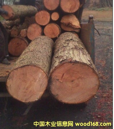 �t��ԭľ��Ԕ��(x��)��B