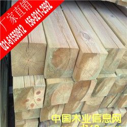 樟子松的詳細(xì)介紹