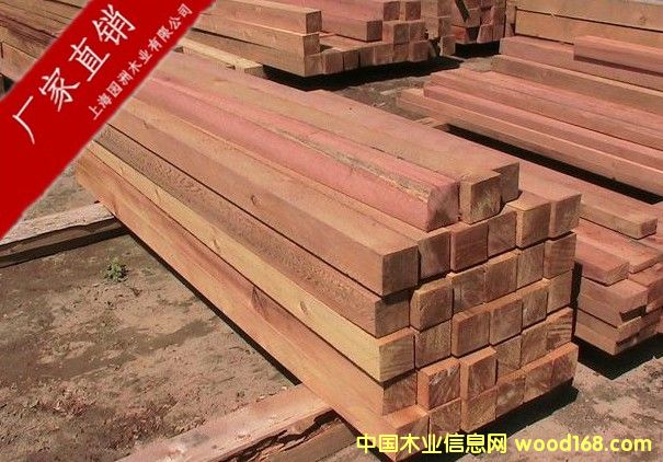 紅雪松的詳細(xì)介紹