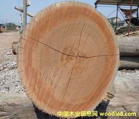 柳桉原木的詳細介紹