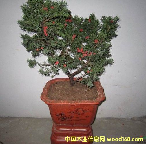 �t��ɼ���Ե�Ԕ����B