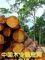 桃花心的詳細(xì)介紹