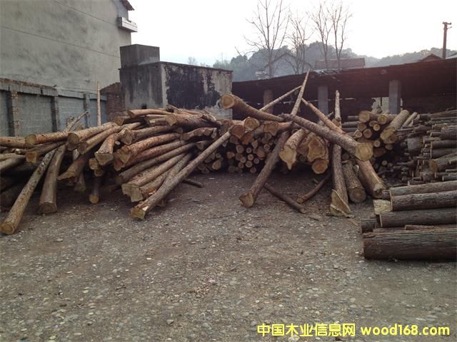 杉木的詳細介紹