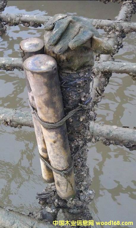 ��ϖ�x��ˮ�B(y��ng)ֳľ��