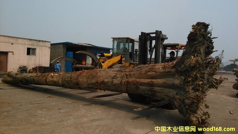 �ϓ뻨��ľ���ϵ�Ԕ��(x��)��B