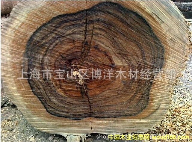 ��������֦���������Fľ��