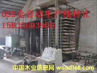 osb��Ԕ��(x��)��B