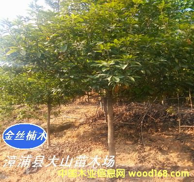 [��] ���ľN�磨�}����E���С�~骡�������ٻ�骡��t骣�