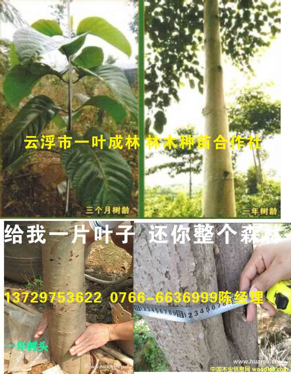 骰�ľһ�����L(zh��ng)��r