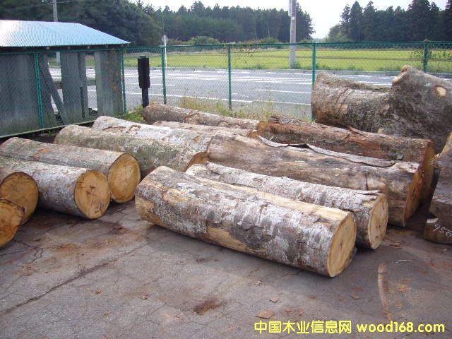 �ձ���ľԭľ��Ԕ��(x��)��B