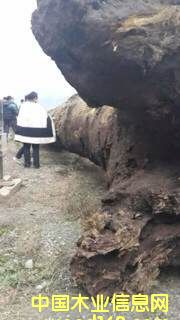 �������۾�Ʒ��z骴��ľ