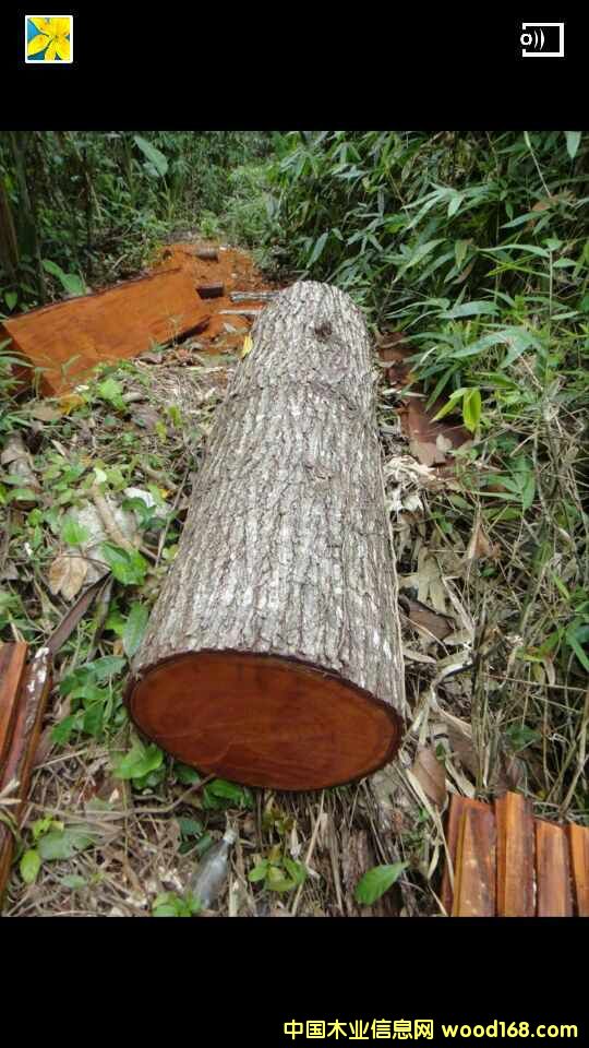 �����e�tľ��Ԕ��(x��)��B